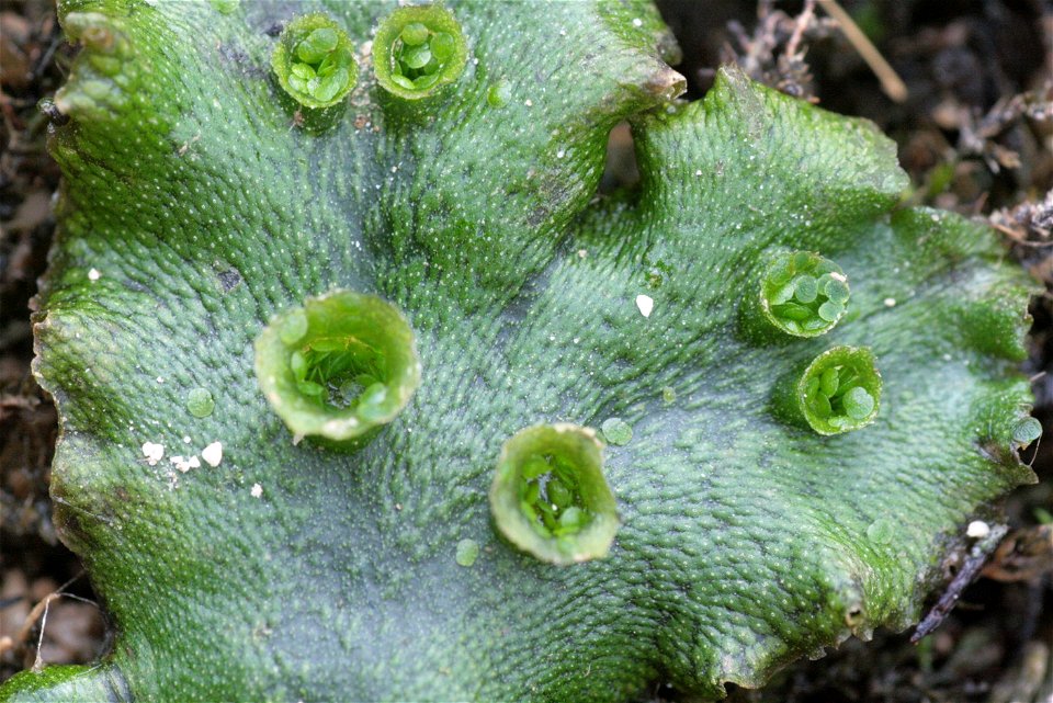 Marchantia polymorpha