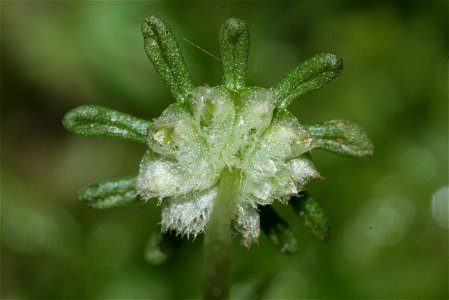 Common liverwort with archegonia.