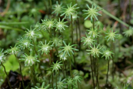 Common liverwort with archegonia.