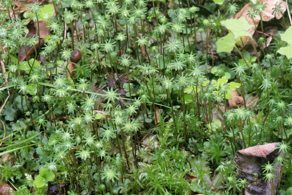 Marchantia polymorpha