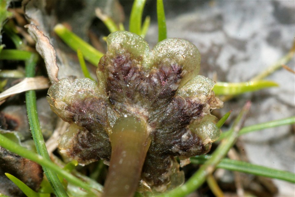 Marchantia polymorpha