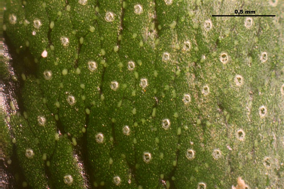 Marchantia polymorpha