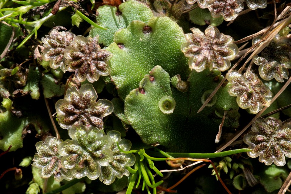 Marchantia polymorpha