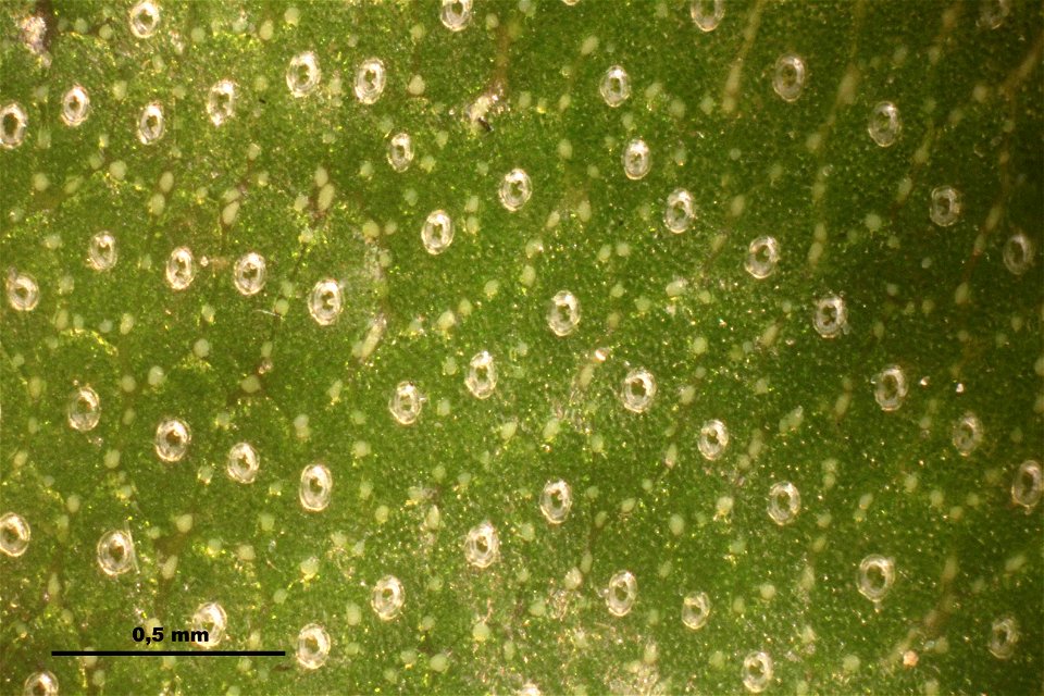 Marchantia polymorpha