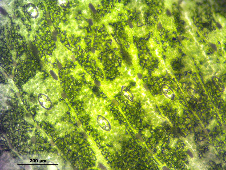Marchantia polymorpha