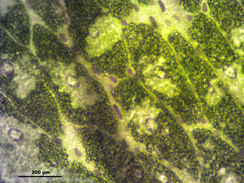 Marchantia polymorpha
