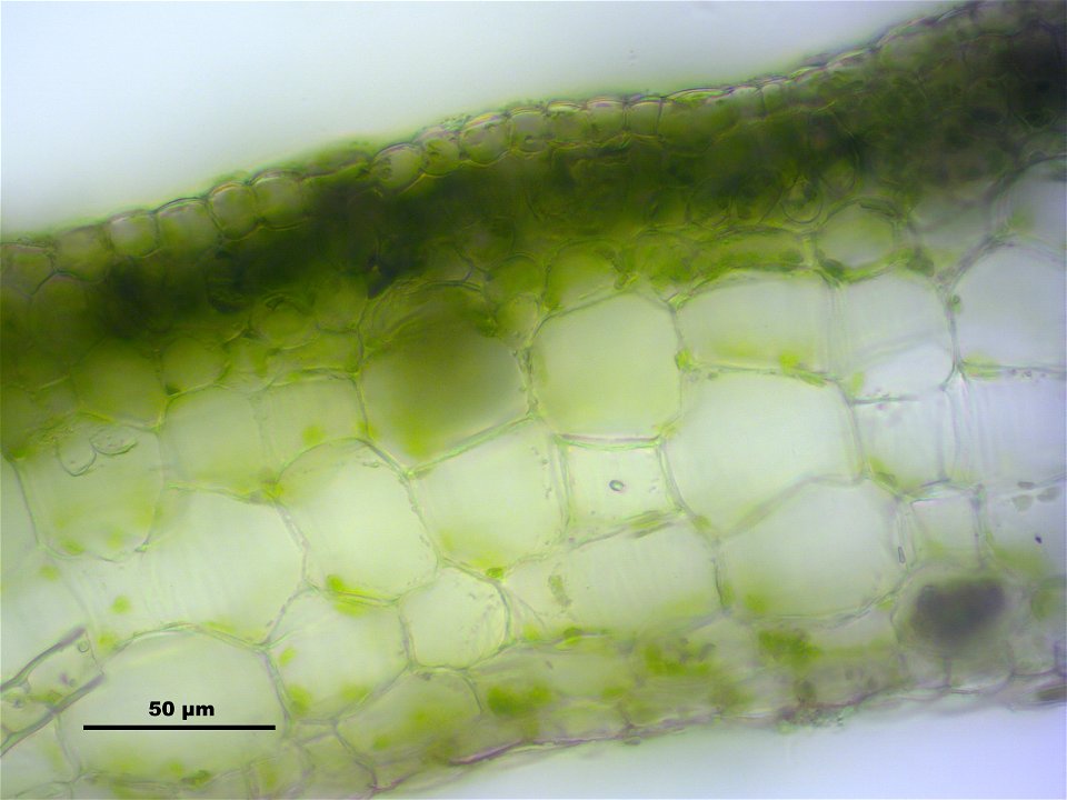 Marchantia polymorpha