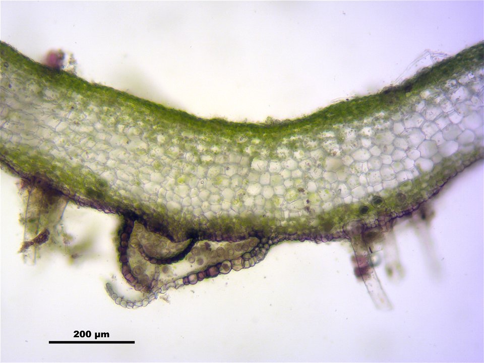 Marchantia polymorpha