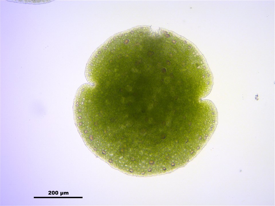 Marchantia polymorpha