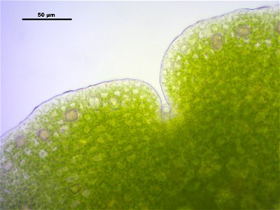Marchantia polymorpha