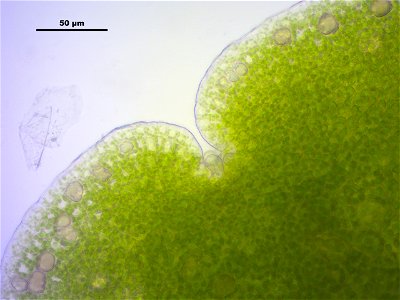 Marchantia polymorpha