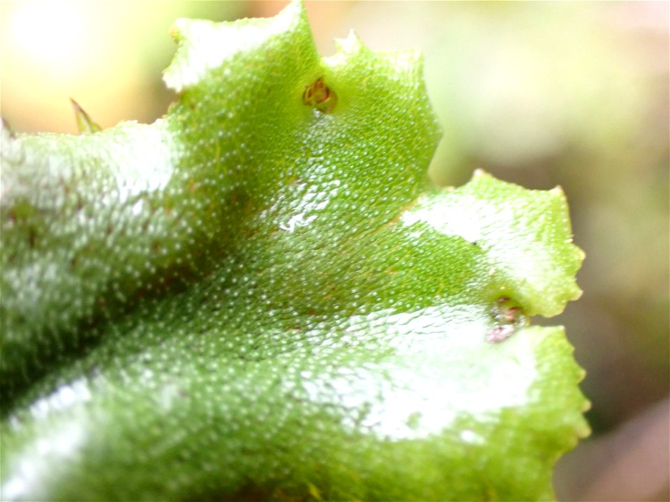 common liverwort (Marchantia polymorpha)