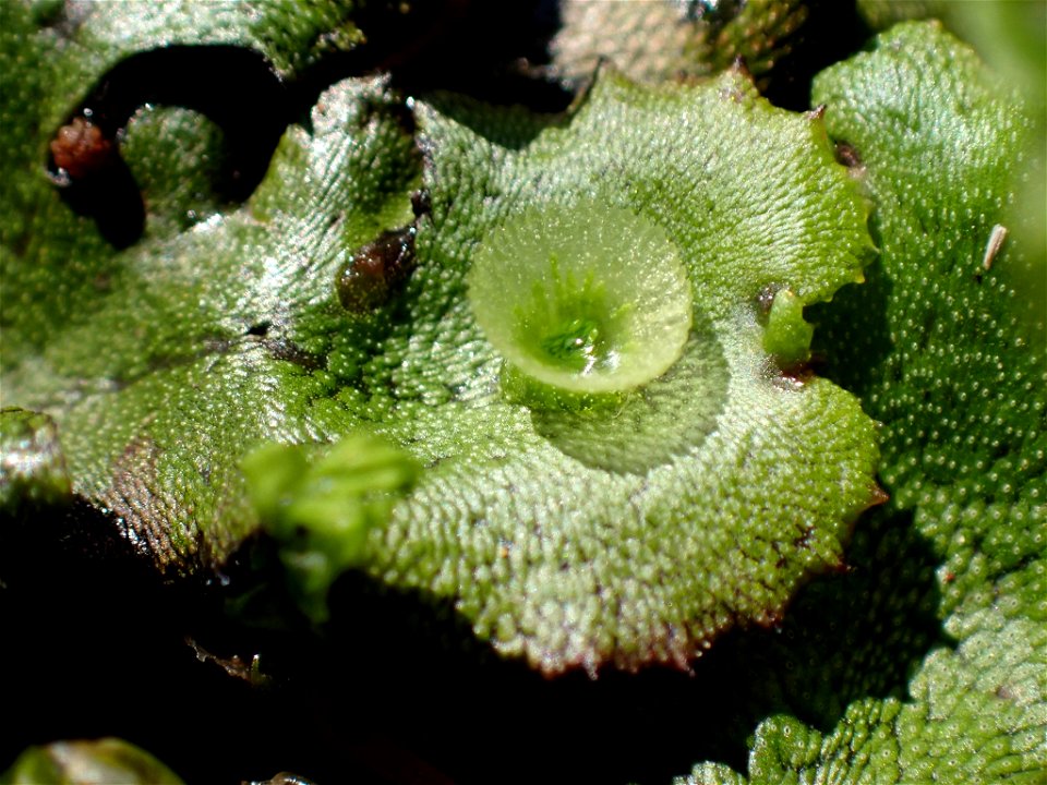 common liverwort (Marchantia polymorpha)