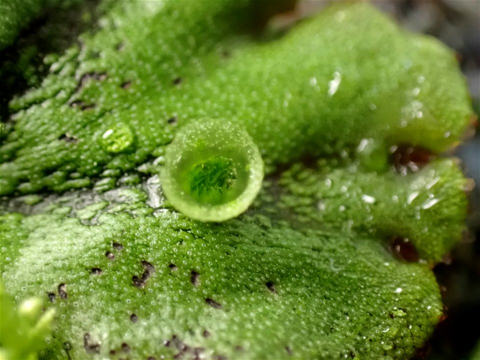 common liverwort (Marchantia polymorpha)