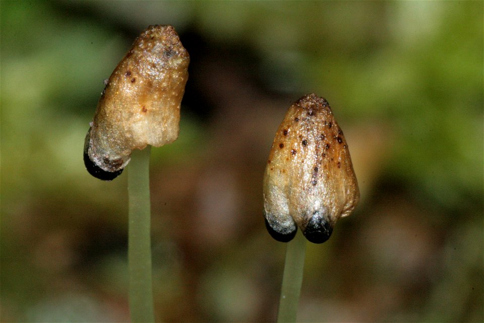 Conocephalum conicum