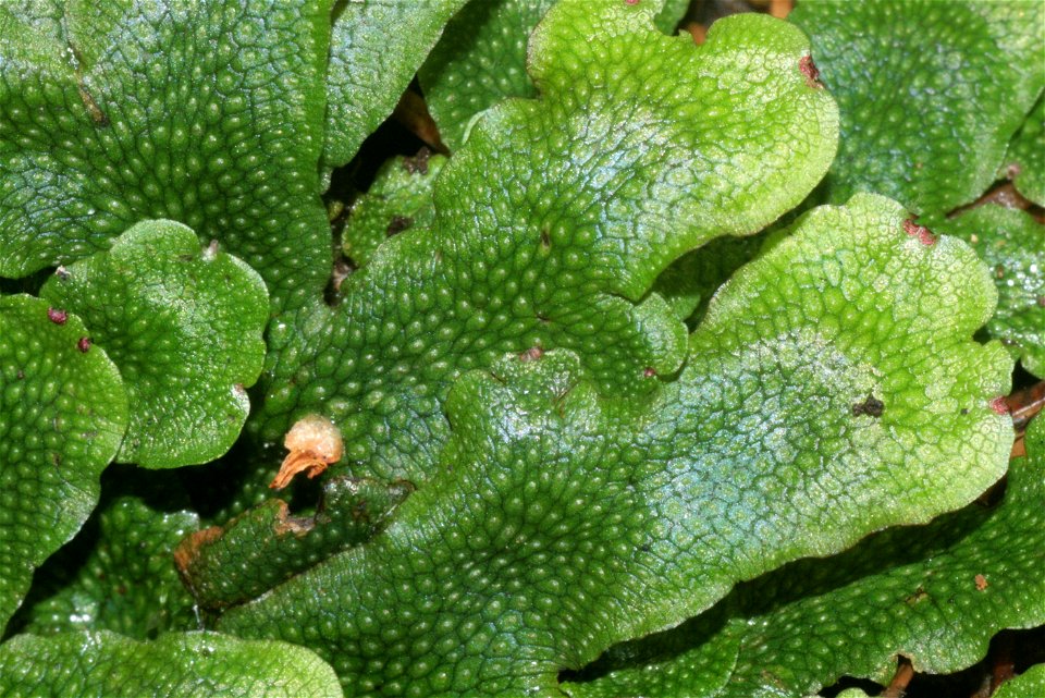 Conocephalum conicum