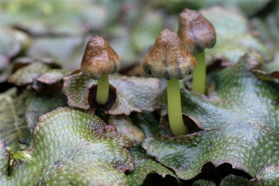 Conocephalum conicum