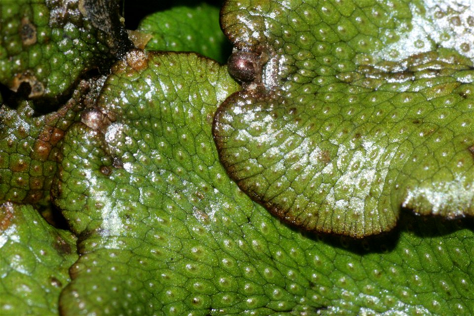 Conocephalum conicum