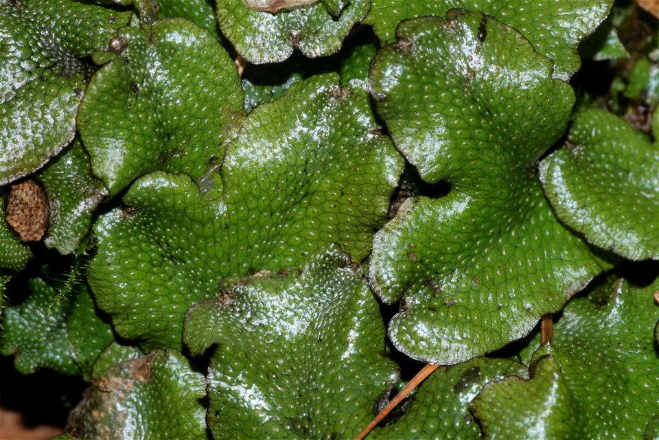 Conocephalum conicum