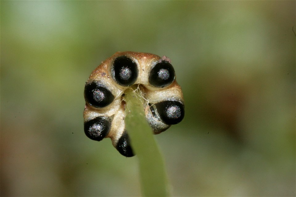 Conocephalum conicum