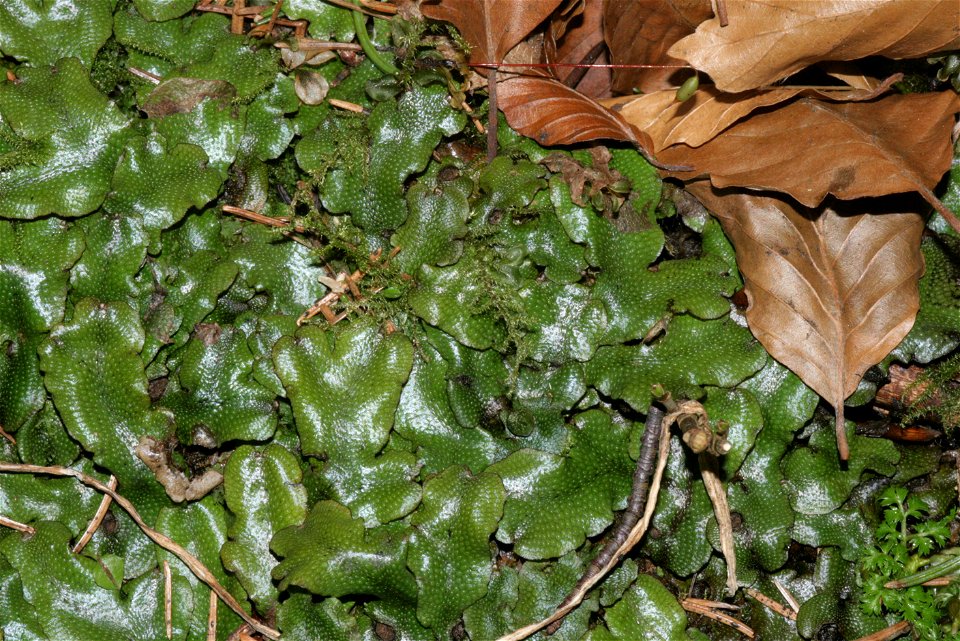 Conocephalum conicum