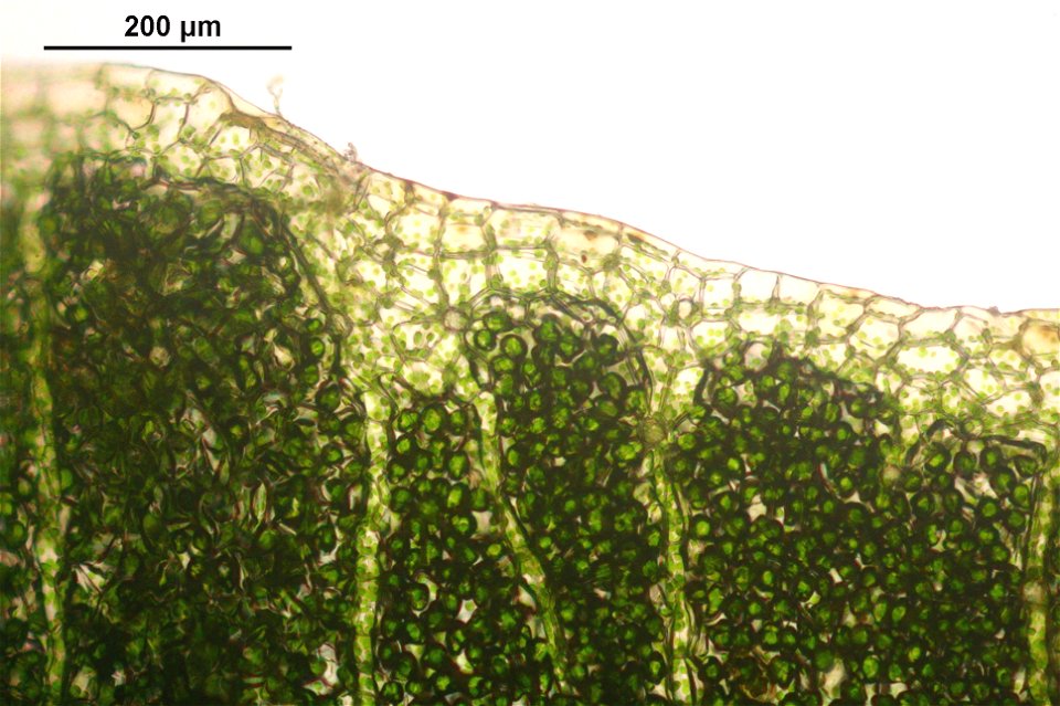 Conocephalum conicum