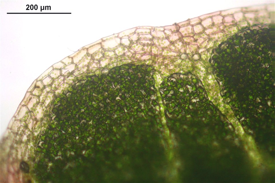 Conocephalum conicum