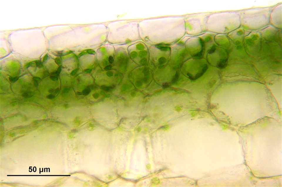 Conocephalum conicum