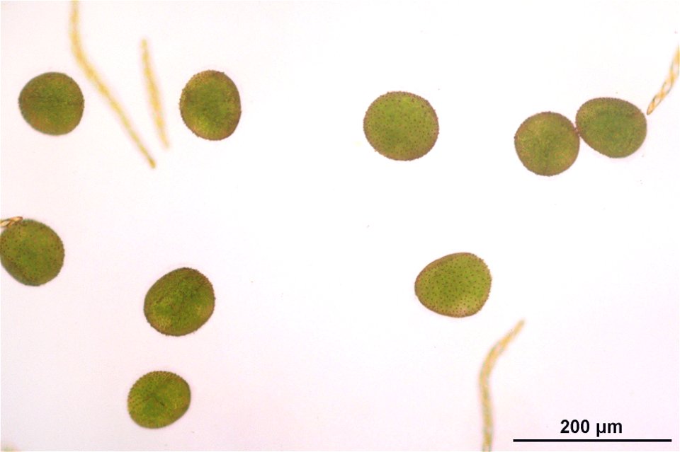 Conocephalum conicum