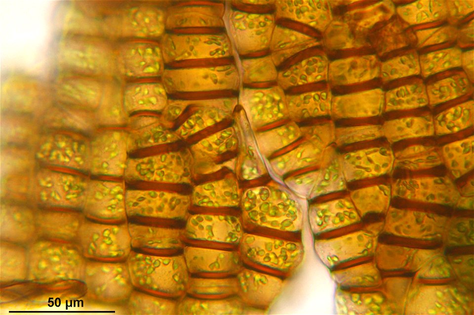 Conocephalum conicum