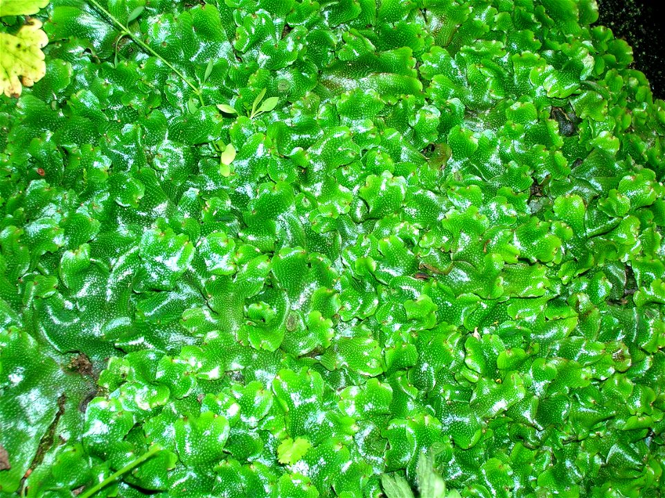 Conocephalum conicum, a liverwort, in the Lynn Glen, Dalry, Ayrshire, Scotland.