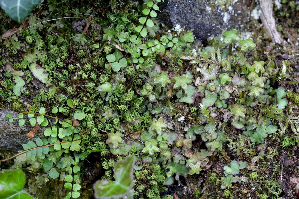 Reboulia hemisphaerica