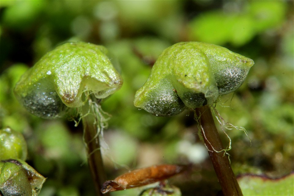 Reboulia hemisphaerica