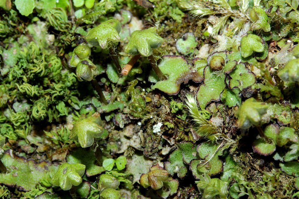Reboulia hemisphaerica
