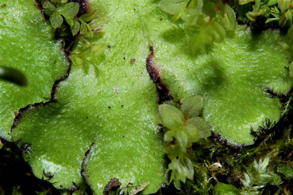 Reboulia hemisphaerica