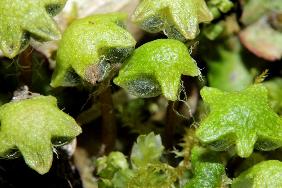 Reboulia hemisphaerica