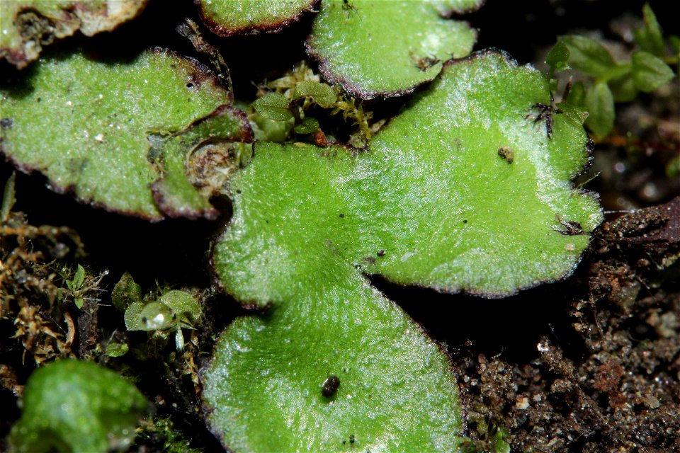 Reboulia hemisphaerica
