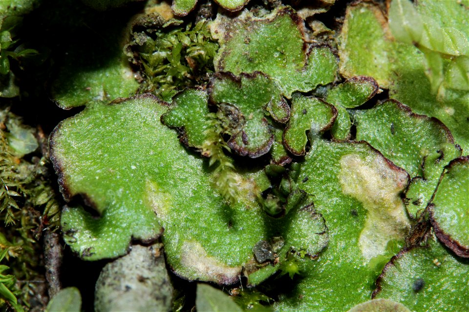 Reboulia hemisphaerica