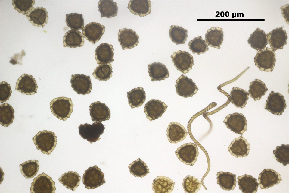 Reboulia hemisphaerica