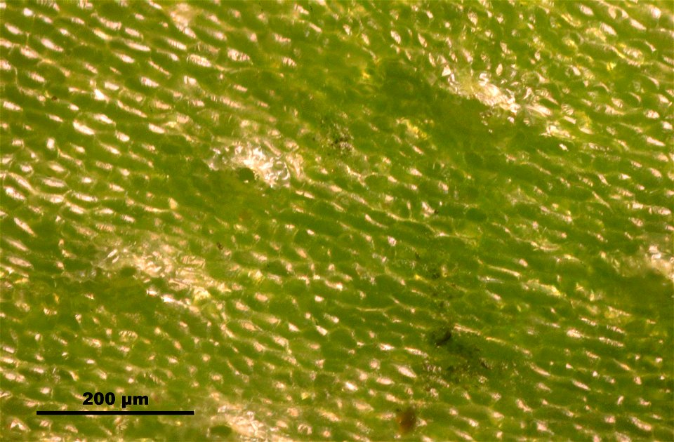 Reboulia hemisphaerica