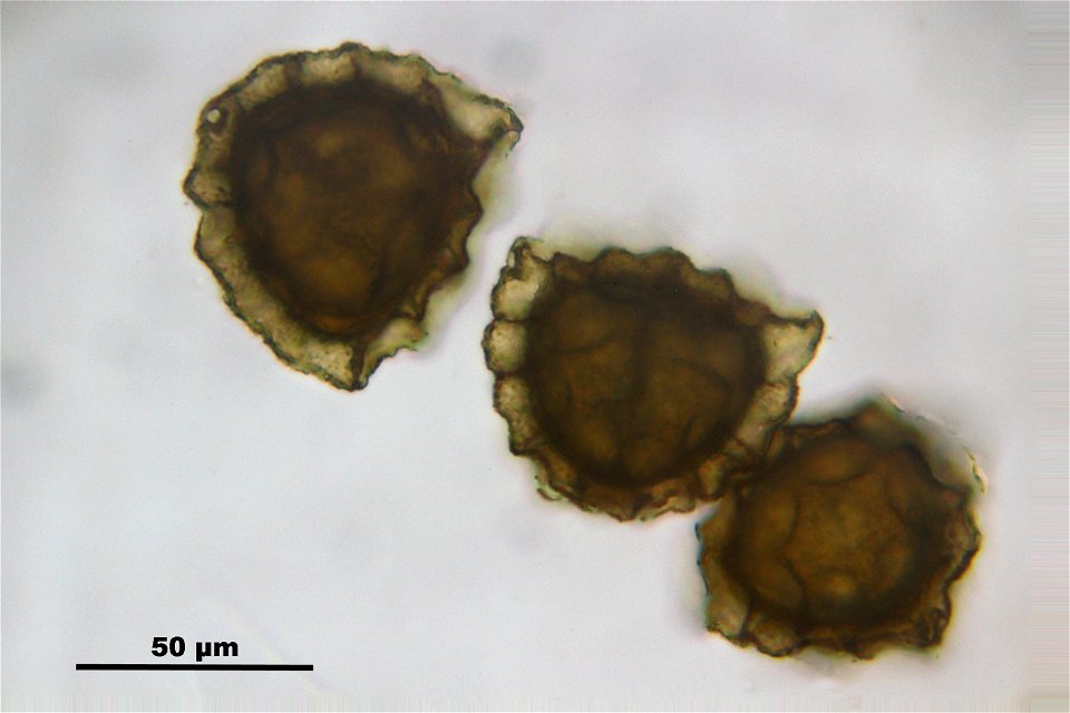 Reboulia hemisphaerica