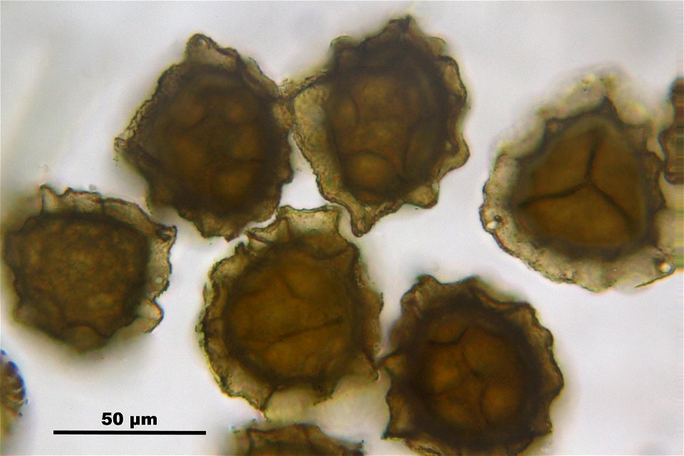 Reboulia hemisphaerica