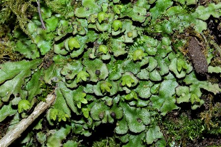 Reboulia hemisphaerica