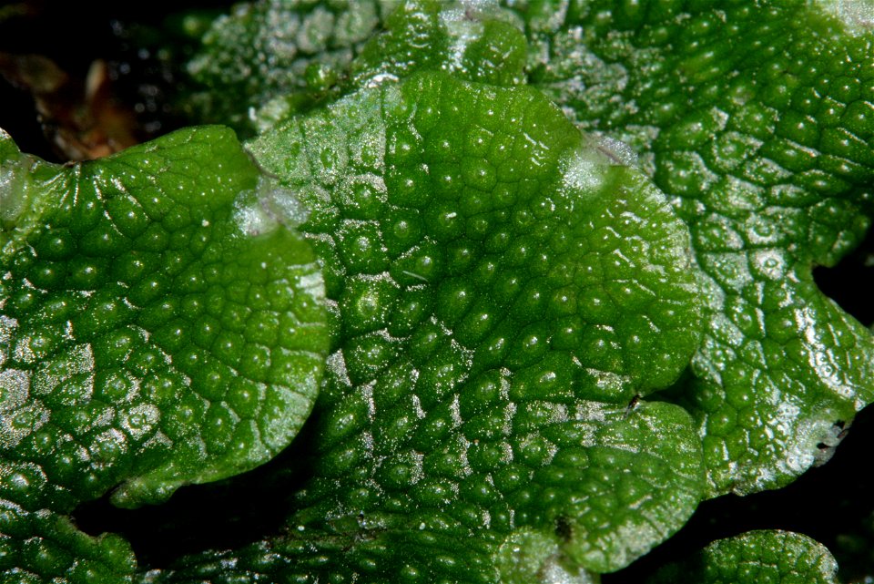 Conocephalum salebrosum