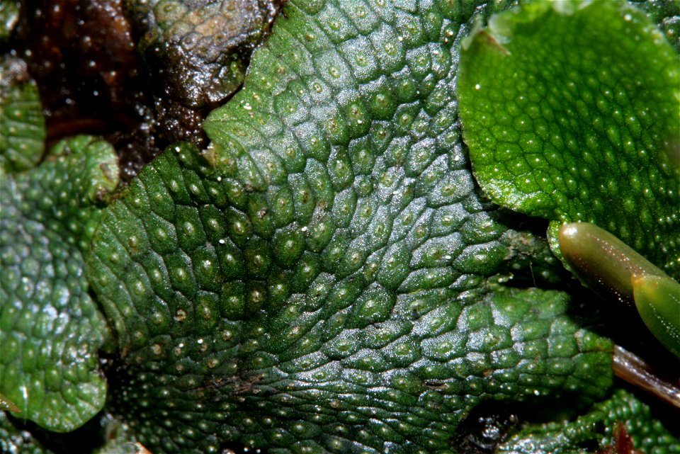 Conocephalum salebrosum