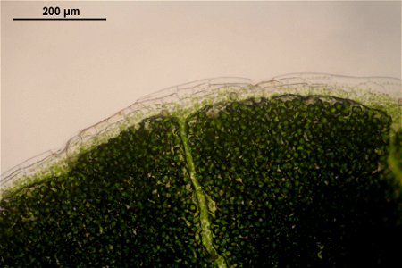 Conocephalum salebrosum