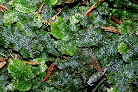 Conocephalum salebrosum