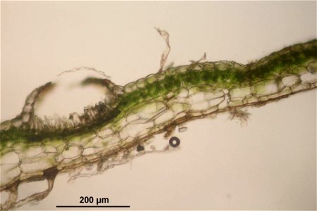 Conocephalum salebrosum