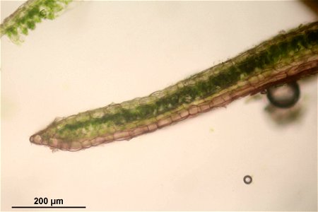 Conocephalum salebrosum
