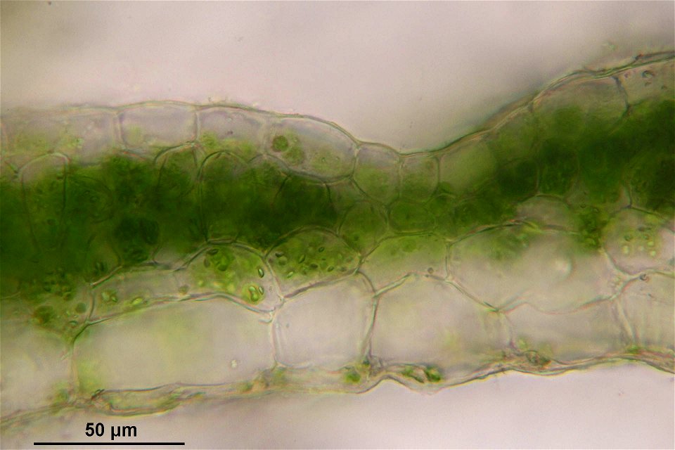 Conocephalum salebrosum